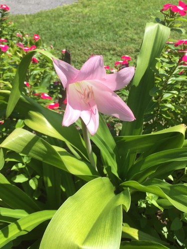 crinum lily bulbs pink 2-4 inch 2for$8 20 Available