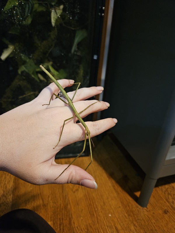 24 Vietnamese Stick Insects Eggs