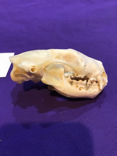 Real Unique Odd Skunk Skull Animal Mount Man Cave Cabin Decor Craft Freak Oddity