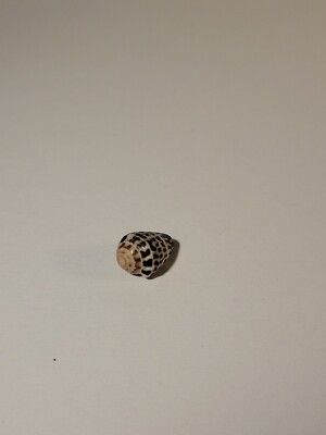 Hand Picked Hawaiian Sea Shell - Hebrew Cone Shell