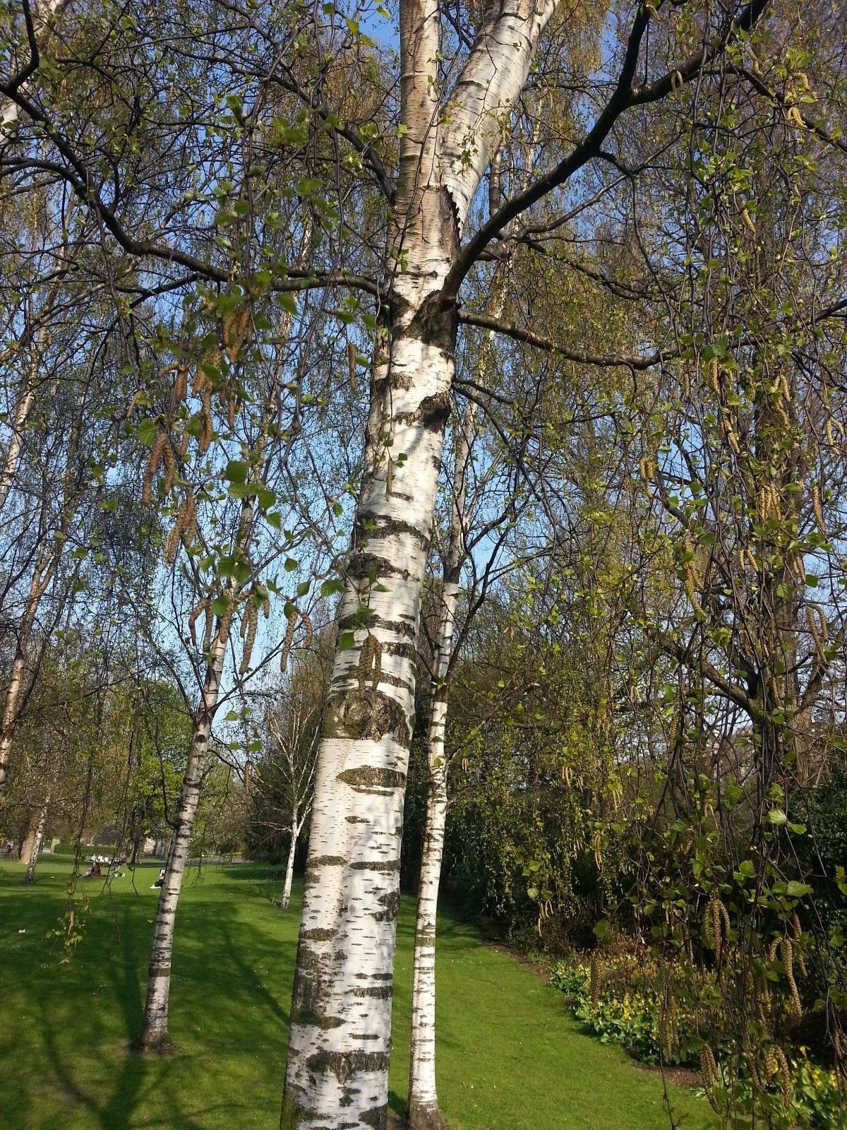 5 Silver Birch Trees 23ft,Stunning Winter Colour,Betula Pendula Plants