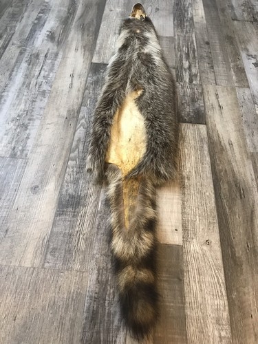 Soft Tanned Raccoon Pelt. XXXXL Prime. Cabin. Home Decor.