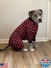 Tooth and Honey Pit Bull Pajamas/Buffalo Plaid/Lightweight Pullover Pajamas/Full Coverage Dog pjs/Updated FIT
