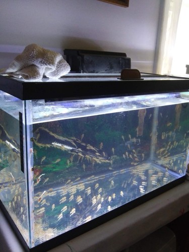 Bushynose Yellow-Blue-Eyes ×10 (1-1.5