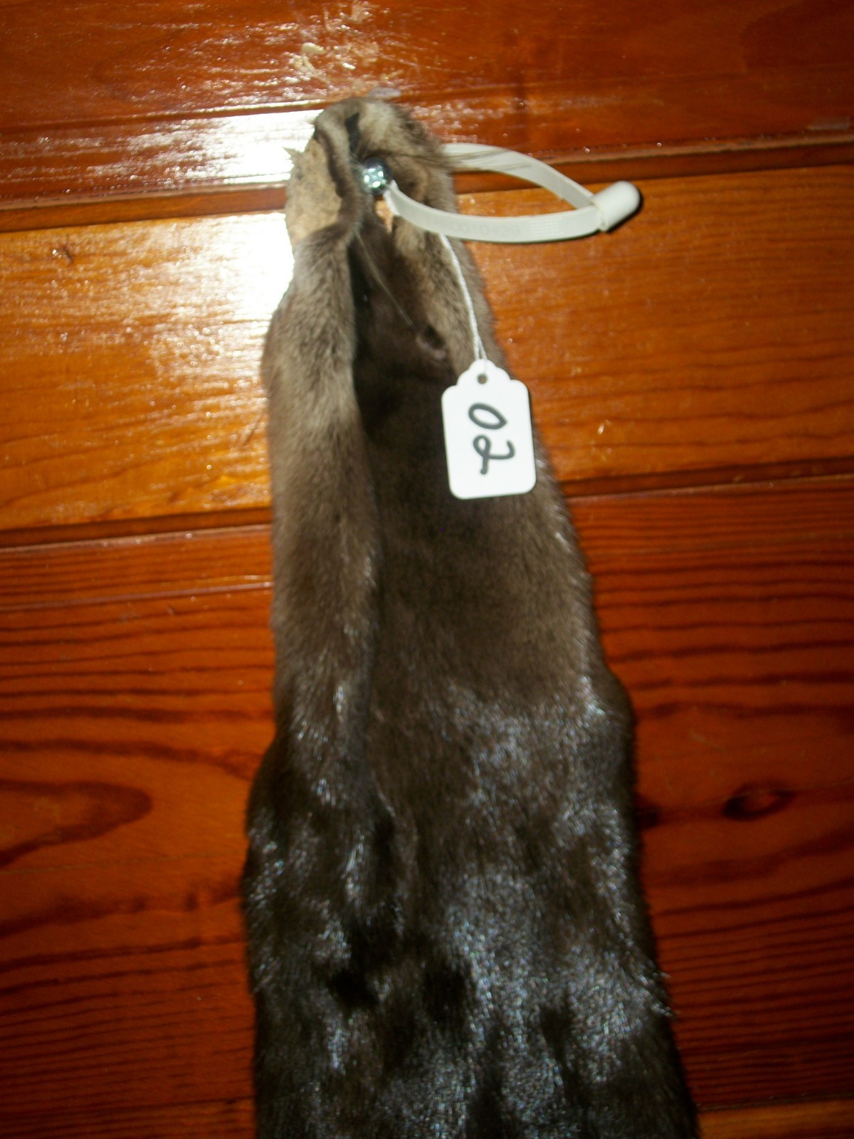 beautifull tanned RIVER OTTER fur pelt skin taxidermy cites TAG O2 craft trim