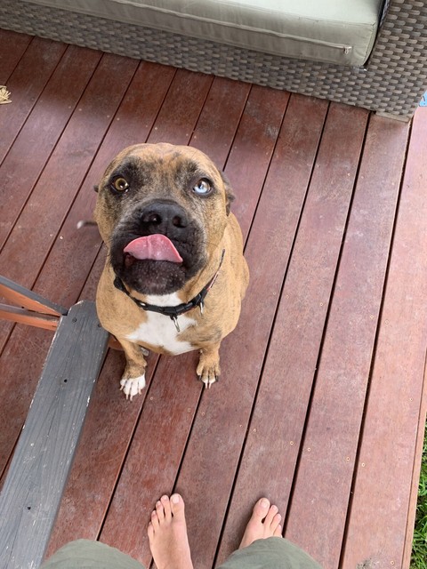 Boxer cross catahoula | Dogs & Puppies | Gumtree Australia Gold Coast