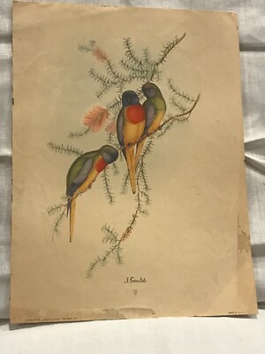 Vtg 9''x 12'' J. John Gould Bird 1940 s Litho Print  Sidney Z. Lucas 3 Parakeets