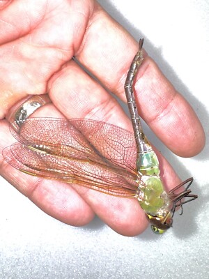 MASSIVE GREEN DRAGONFLY # 1