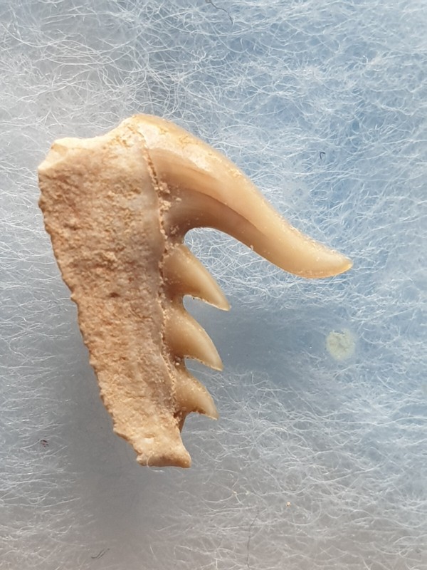 Shark Tooth - Weltonia Ancistrodon 1dec22