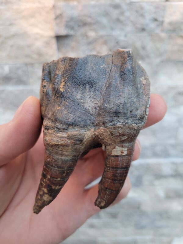 ROOTED WOOLLY RHINO tooth 3.5" Coelodonta antiquitatis mammoth era fossil 23-03