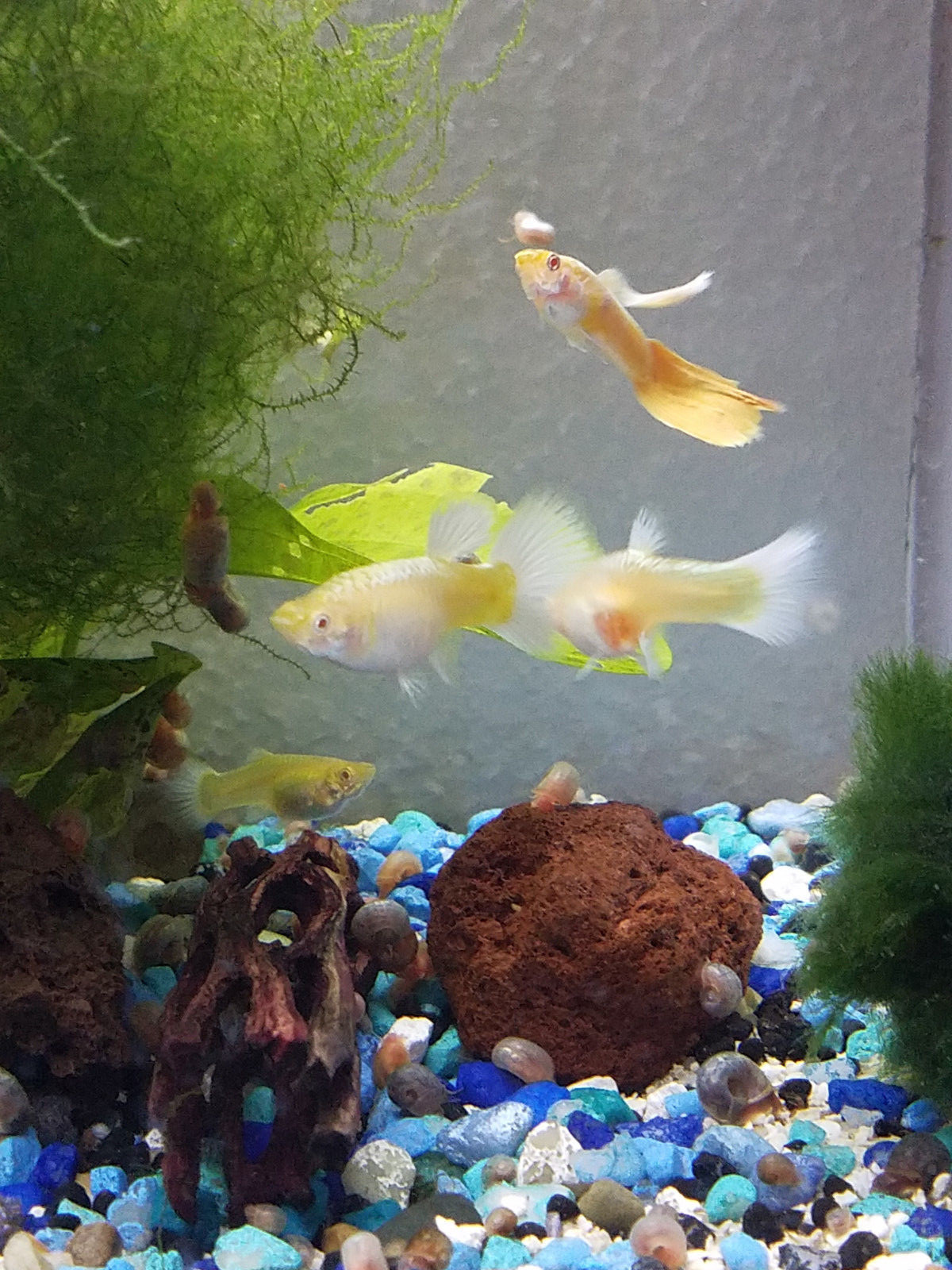 1 Beautiful Adult Trio Albino Platinum AOC (Orange) Gene - Rare Guppies