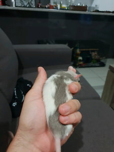 Cute Baby Rats For Sale Other Pets Gumtree Australia Brisbane