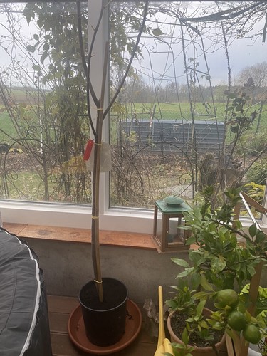 Fotos del artículo de un comprador verificado