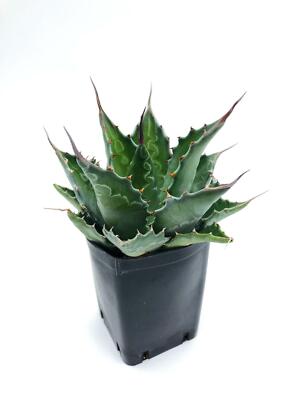 AGAVE MONTANA 1 Pflanze in Vase quadro 7x7x10 cm seltene Kaktus Sukkulente -16