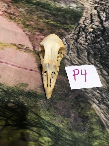 Real XL Chicken Skull Animal Bone Fowl Unique Gift Halloween Decor flea market