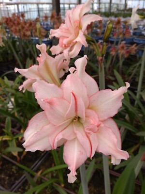Original Hippeastrum cv. 'Royal Garden'  1bulb