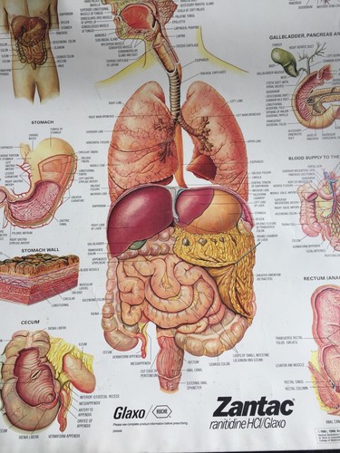 GLAXCO Pharma 3D Gastrointestinal System Nursing Medical Training Chart