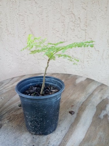 Delonix Regia Royal poinciana pre bonsai tree
