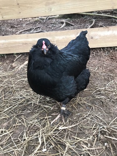 Olive Egger Fertile Eggs 12+