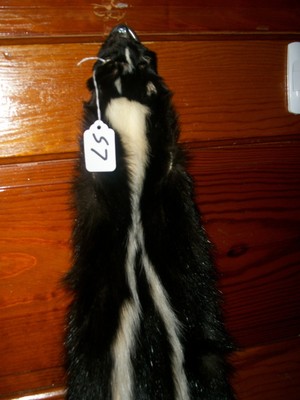 BEAUTIFUL tanned SKUNK 4 FEET CLAWS FUR PELT TAXIDERMY mount NO SMELL S7 CABIN