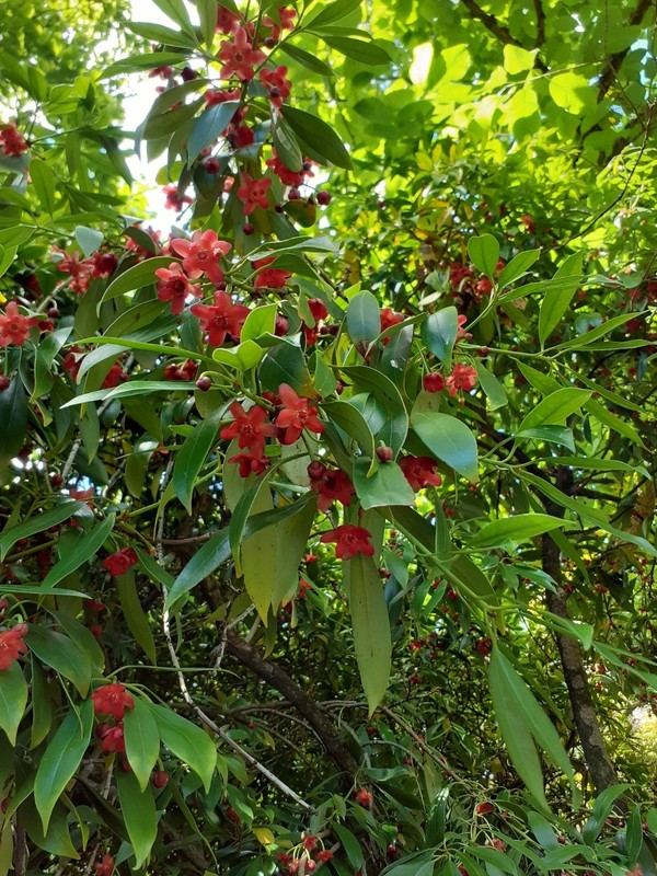 Illicium Henryi (Rare Plant !!!!!) 