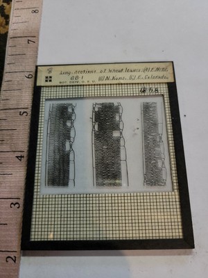 Glass Magic Lantern Slide  SCIENCE PLANTS #d10