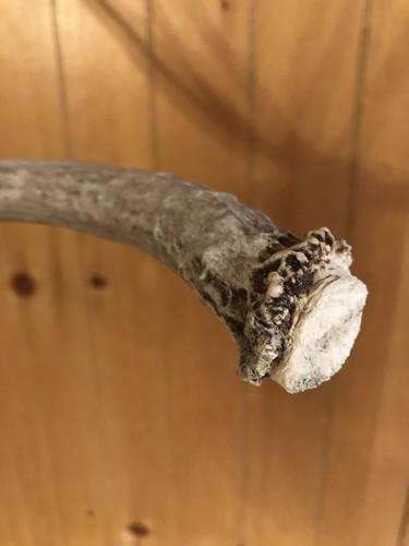 Wyoming Brown 3 Point MULE DEER SHED ANTLER! Rustic Decor horn craft western