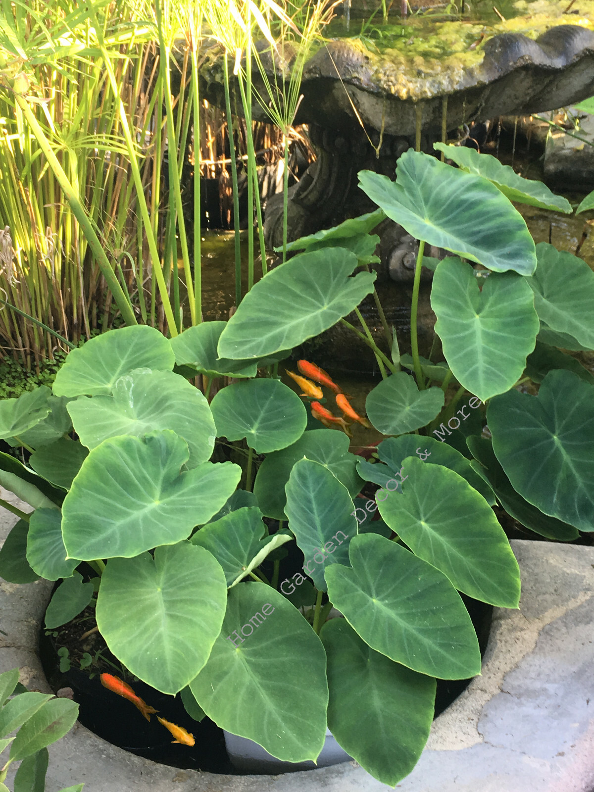 15 GREEN TARO ELEPHANT EAR WATER LILY BULBS ROOTS POND PLANT EDIBLE POI |  eBay