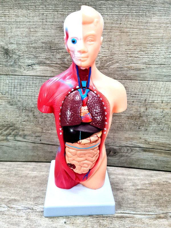 KÃ¶Rpermodell Menschliche Anatomie Anatomisches KÃ¶Rper 13 Organen Ca. 27cm Neu