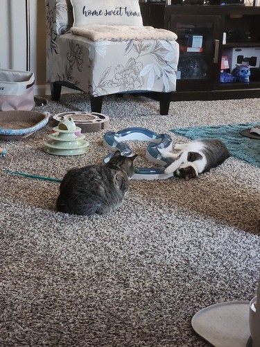 Fotos del artículo de un comprador verificado