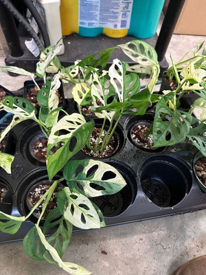 Monstera Adansonii Albo Cutting, Monstera Adansonii Albo Rooted Plant