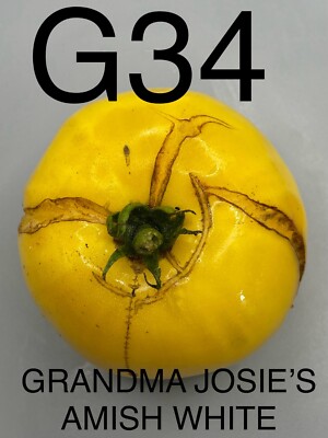 graine / seed tomate taille grosse variété GRANDMA JOSIE’S AMISH WHITE