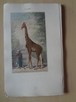 Gravure animal : giraffe girafe