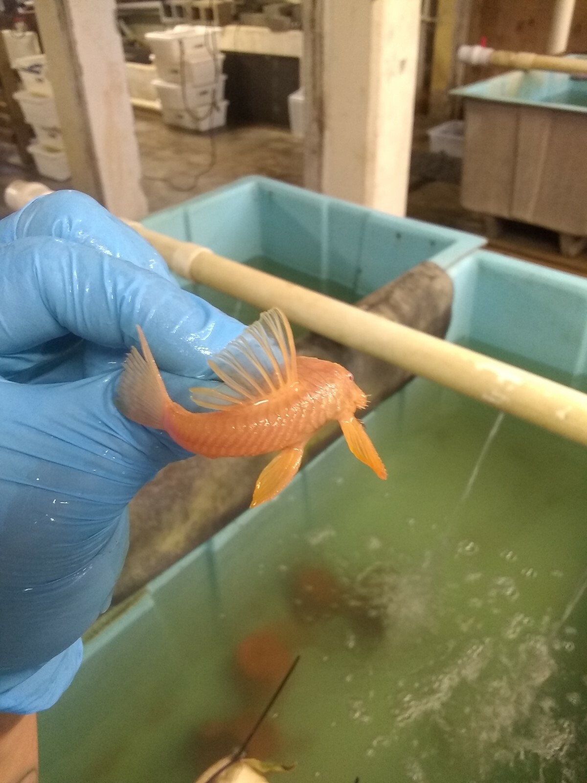 (2) Dwarf Albino bristlenose Plecostomus 1