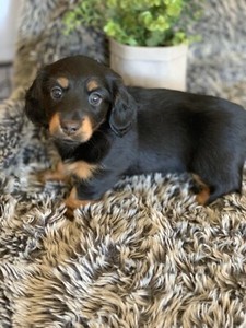 Dachshund Mini Longhair Puppies Dogs Puppies Gumtree