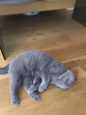 Artikelfoto(s) von einem verifizierten Käufer