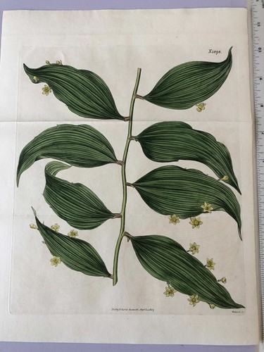ORIGINAL 1800'S Botanical Engraved Print Hand Colored