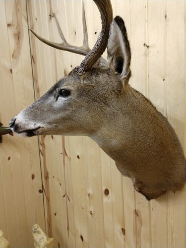 BEAUTIFUL  WHITETAIL DEER MOUNT NO ANTLERS HORNS CABIN MOUNT TAXIDERMY DIY