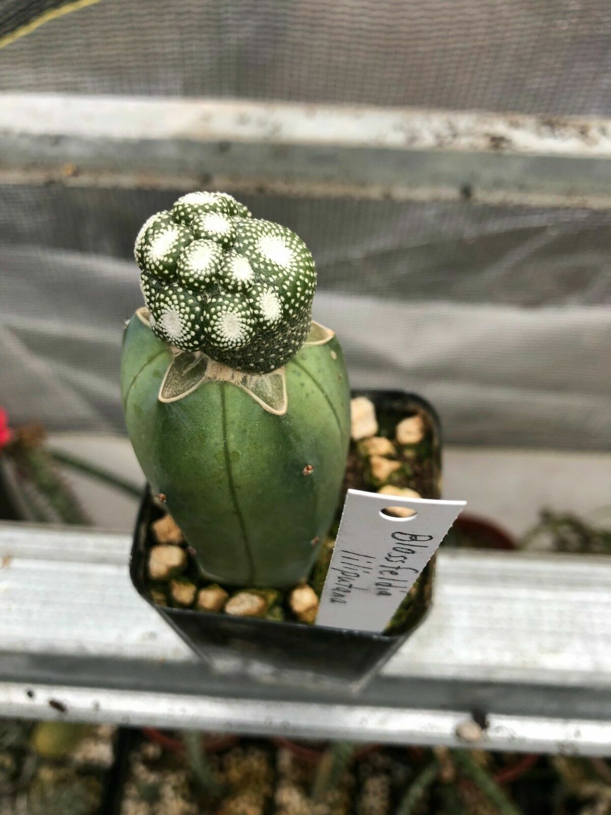 Blossfeldia liliputana