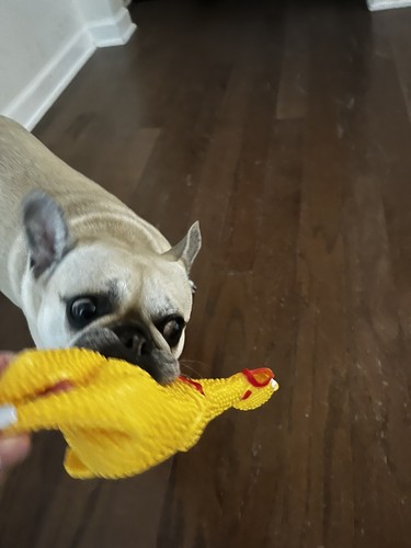 Artikelfoto(s) von einem verifizierten Käufer