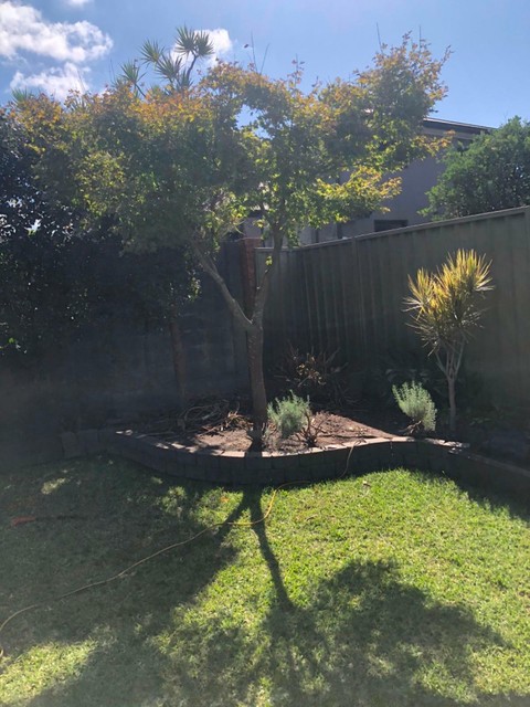 Japanese Maple Tree. Still planted in garden approx 3 metres tall