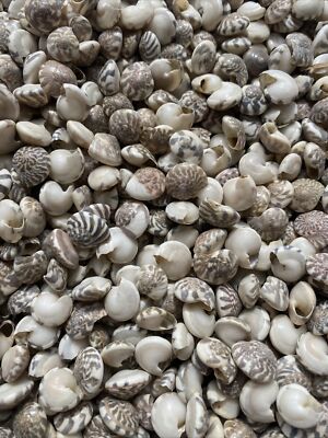 500 White Umbonium SEA SHELLS - 1/4'' TO 5/8'' - White With Grays And Black
