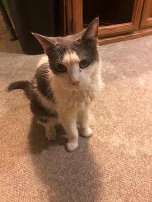 Fotos del artículo de un comprador verificado