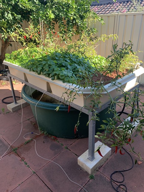 aquaponics - backyard aquaponics courtyard system pots