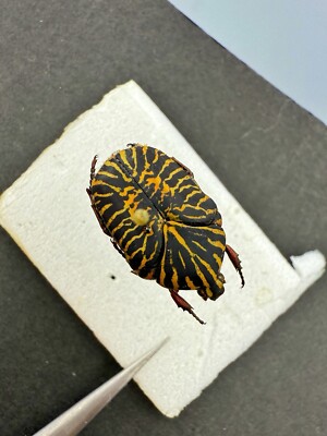 Insects Rutelinae ：Gymnetis stellata From Mexico  Very Very Rare Very beautiful