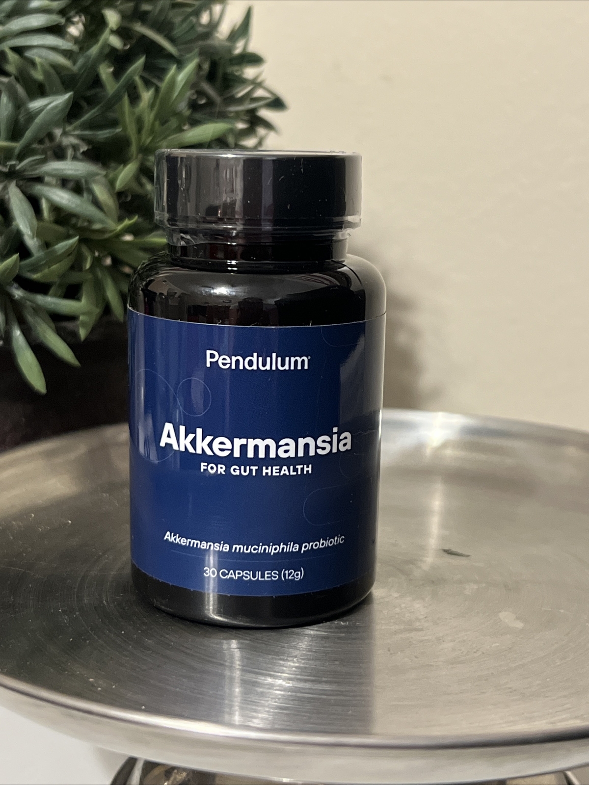 Аккермансия в аптеке. Аккермансия в аптеке. Аккермансия в аптеке. Accermansia бад. Бактерия аккермансия муцинифила.