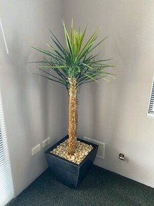 Artificial Plant 158cm h | Decorative Accessories | Gumtree Australia