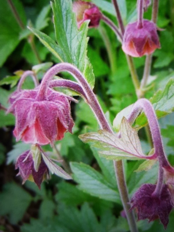 Glockenblume Bachnelkenwurz Geum Rivale Heilpflanze Herrgottsbrot Herzwurz 