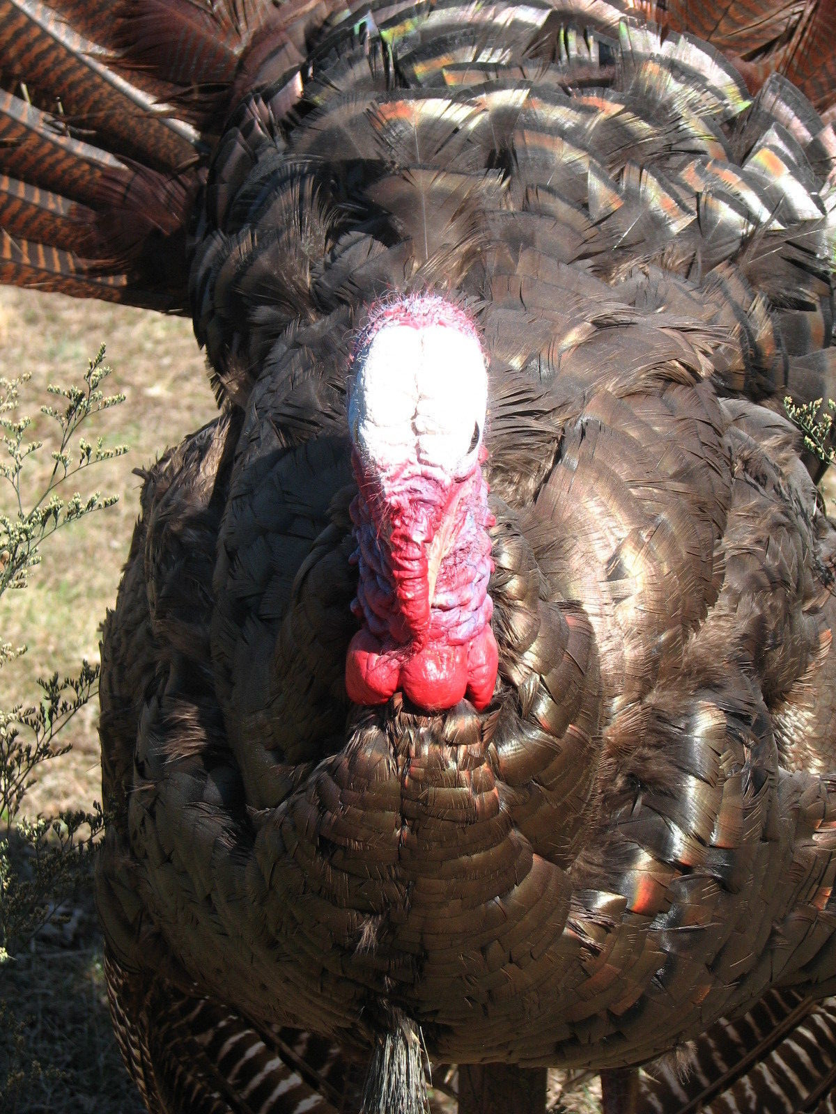 West Virginia WILD TURKEY STRUTTING MOUNT PREMIUM TAXIDERMY