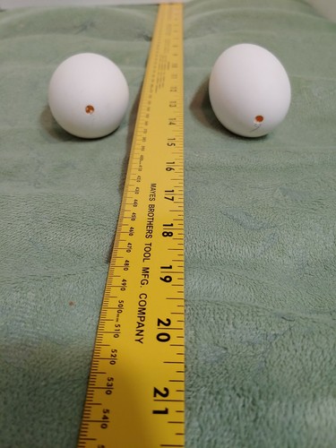 BLOWN GOOSE EGGS Two.